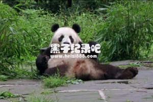 [熊猫贵宾][1集][国家地理纪录片][原声配音中文字幕]1080P下载
